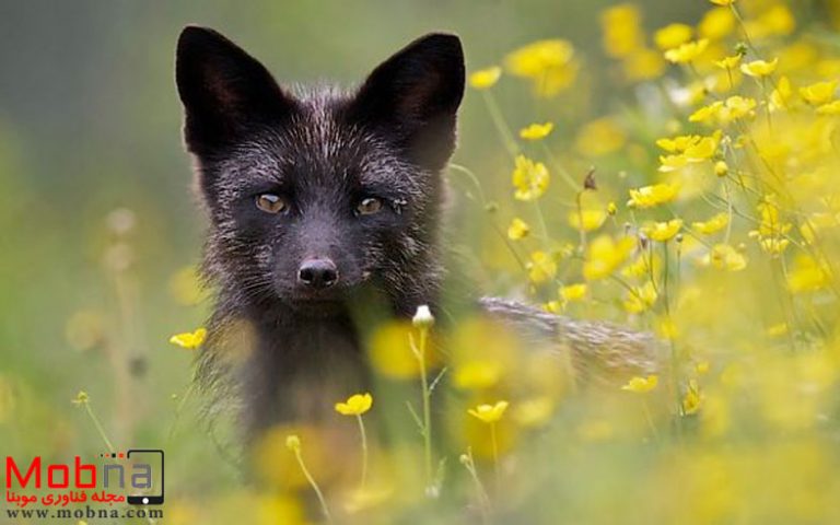 black silver fox fb 700 png 768x480 1