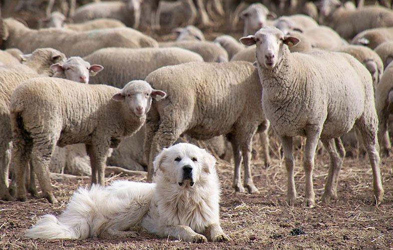 نمایه 2
