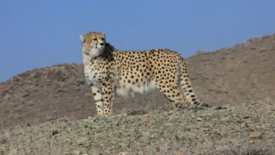 protecting cheetah world wildlife day 1403