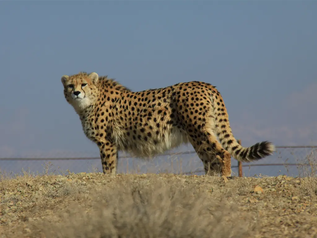 پایداری ایرانسل در حفاظت از آخرین بازماندگان یوز ایرانی 1 protecting cheetah day 1404